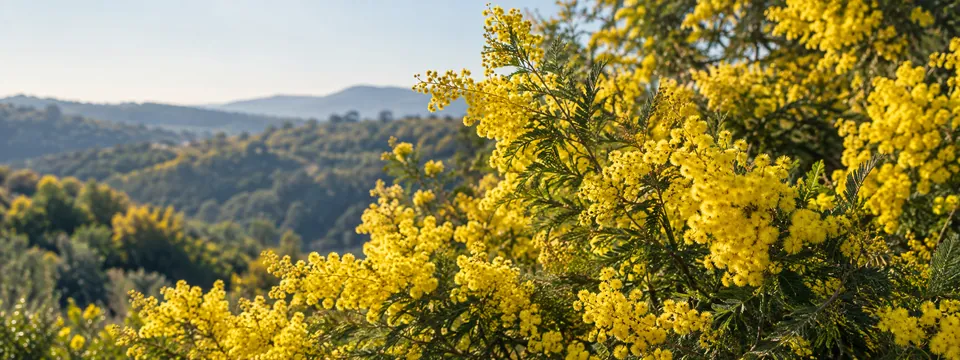 Mimosa en fleurs évoquant les collines de Tanneron